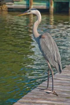Crane 01 Stock Photos