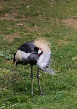 Crane-2 Stock Photos