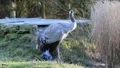 Crane 5932 HD Footage