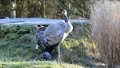 Crane 5933 HD Footage