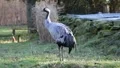Crane 5934 HD Footage