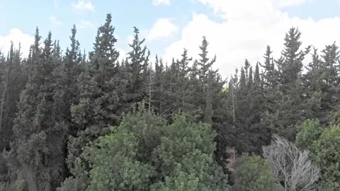 Crane up above the trees Stock-Footage 208004071