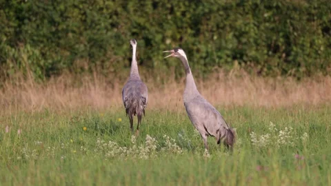 Crane alarm, summer, 4K Stock Footage 168762780