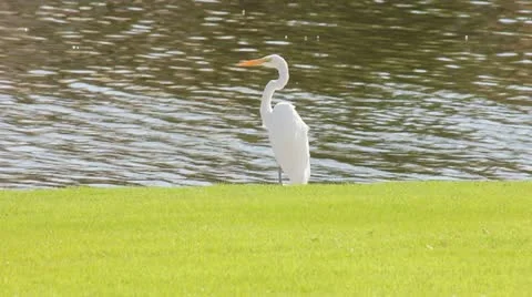 Crane and Ducks Stock Footage 14929024