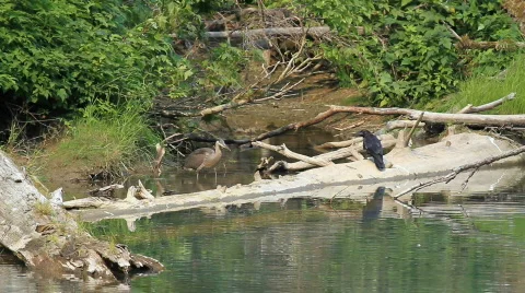 Crane and ravens on river edge P HD 7697 Stock Footage 847378