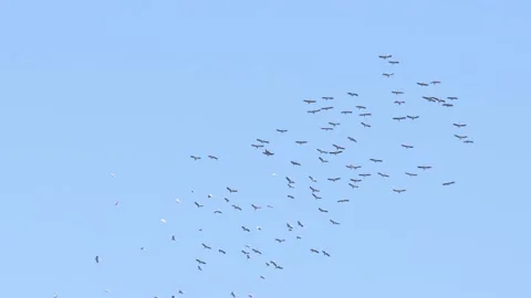 Crane at the autumn migration Video stock 163824998