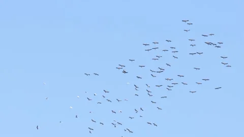 Crane at the autumn migration Video stock 163825046