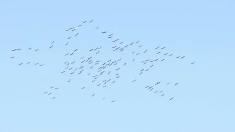 Crane at the autumn migration Stock Footage 163825080