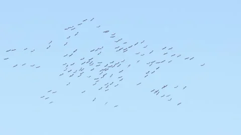 Crane at the autumn migration Video stock 163825398