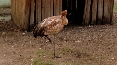 A crane in an aviary Stock Footage 160343704