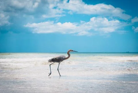 Crane on Beach 库存照片