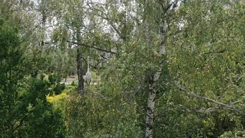 Crane bird on the birch Stock Footage 156597008