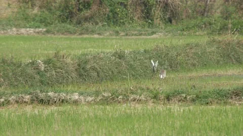 Crane bird display aggressive behavior Video stock 60576510