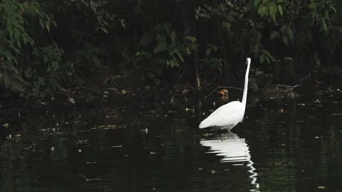 Crane Bird Stock-Footage 163299411