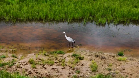 Crane Bird Vídeos de archivo 304748170