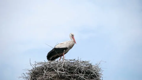 Crane bird in his nest Stock Footage 100543281