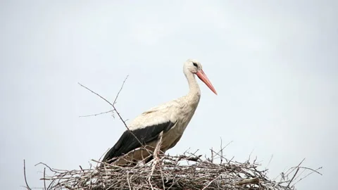 Crane bird in his nest Stock Footage 100555205