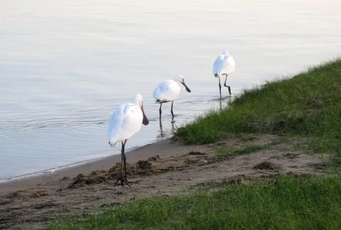CRANE BIRD ON THE LAKE Stock Photos