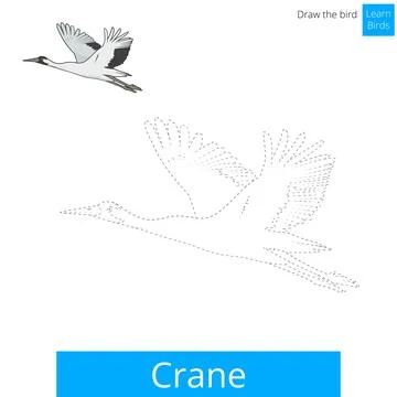Crane bird learn to draw vector Stock Illustration