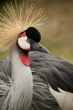 Crane bird Stock Photos