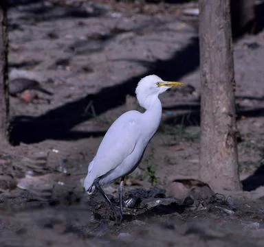 Crane bird Stockfoto's