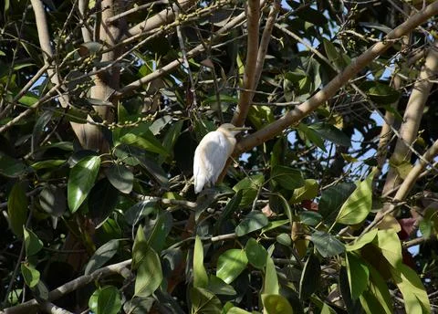 Crane bird Stock-Fotos