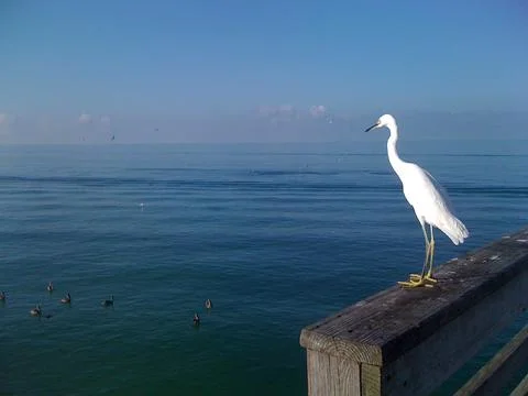 A crane bird standing on the wall 스톡 사진