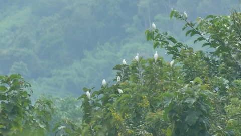 Crane bird on the tree canopy Stock Footage 96350323