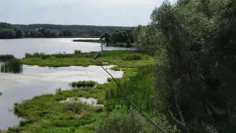 Crane bird on the tree drone close up Stock Footage 156597001