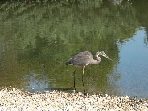 Crane bird walking along shore line, water, rocks.Hunting for fish Video stock 80384204