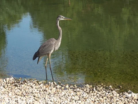 Crane bird walking slowly along shore line, water, rocks Video stock 80384253