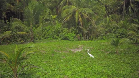 Crane bird walking on a swamp Vídeos de archivo 75165676
