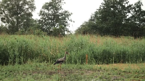 Crane bird walks through the grass and takes off Stock Footage 110839991