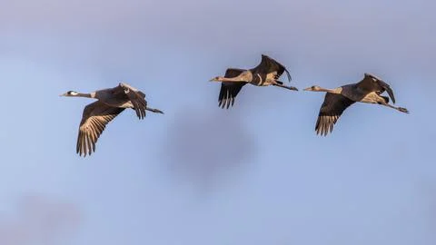 Crane birds in flight on migration Stock Photos