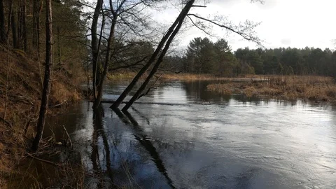 Crane camera movement of  tree filmed from bottom to top from roots to crown. Stock Footage 124130318