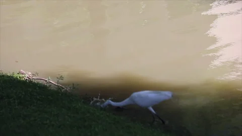 Crane Catch Fish Vídeos de archivo 130486885