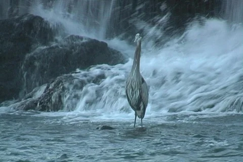 Crane catching a fish Stock Footage 293179