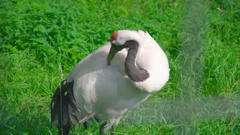 The crane is cleaning its feathers Stock Footage 136388725