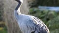 Crane close up 5936 HD Footage