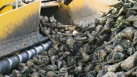 Crane conveyor unloading beetroots of sugar beet from the ground to a truck. 4K Stock Footage 86415035