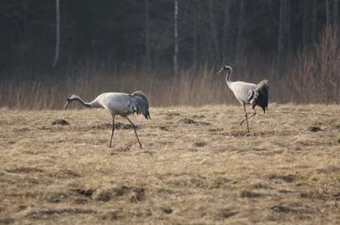 Crane couple foraging in a field Stock Photos