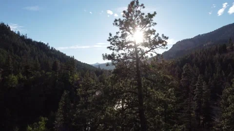 Crane Down Pine Tree with Sun Flare Stock Footage 252544580
