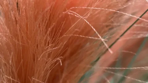 Crane Down Reveal Shallow Focus Orange Pampas Grass Texture Stock Footage 332662625