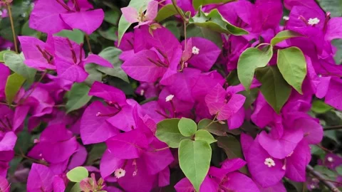 Crane Down Shot of Vibrant Pink Bougainvillea Blooms 動画素材 332745292