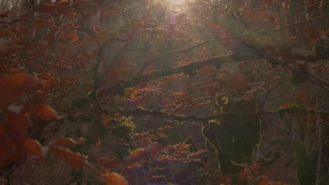 Crane down through the branches of the beech forest Stock Footage 253502656