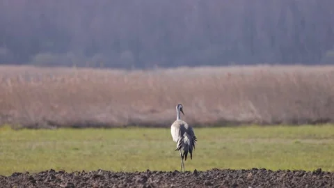 Crane eats worms, 4K slomo Stock Footage 175972692