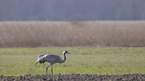 Crane eats worms, 4K slomo Stock Footage 176194350