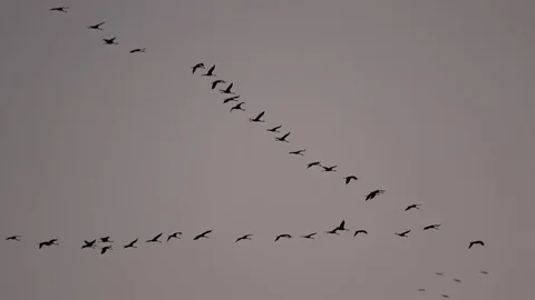 Crane at the Elbe Stock Footage 122405140