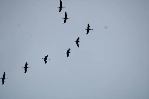 Crane emigrating in winter Stock Photos
