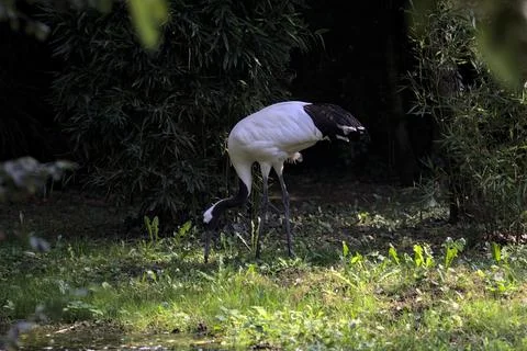 Crane in an enclosure Stock Photos